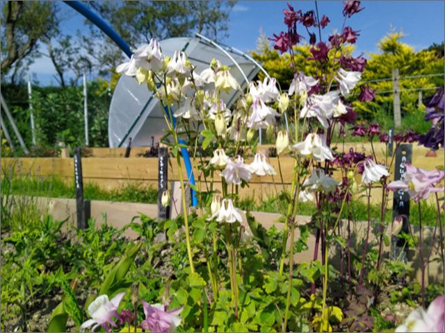 Beautiful Aquilegia