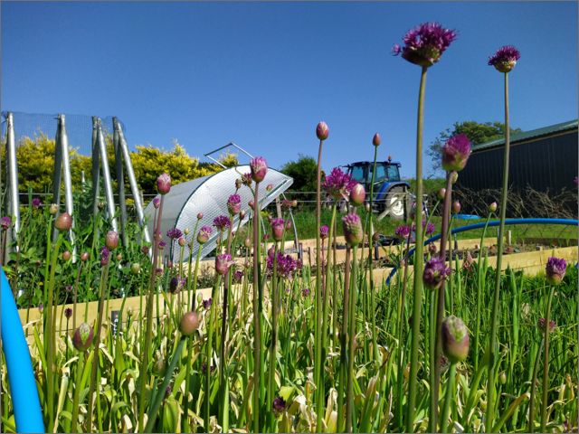 Our first crop of alliums