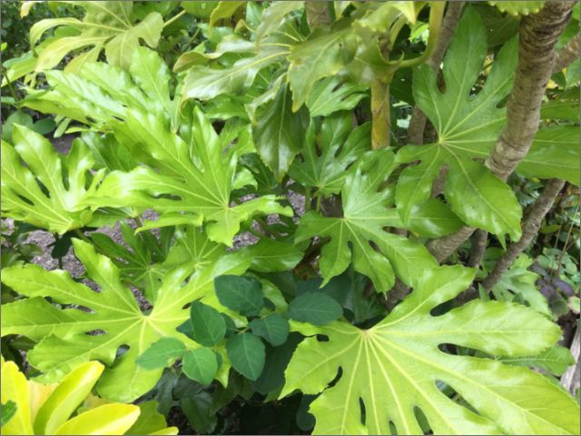 Aralia (also known as Fatsia)